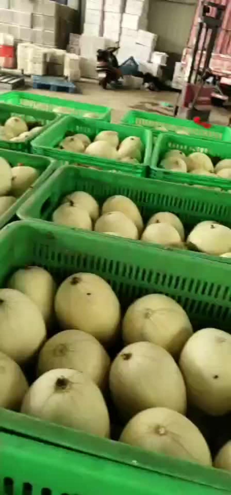 大量供应/玉菇/产地直销