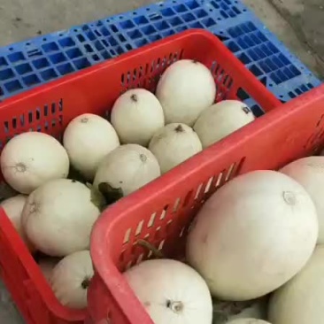 大量供应/玉菇/产地直销