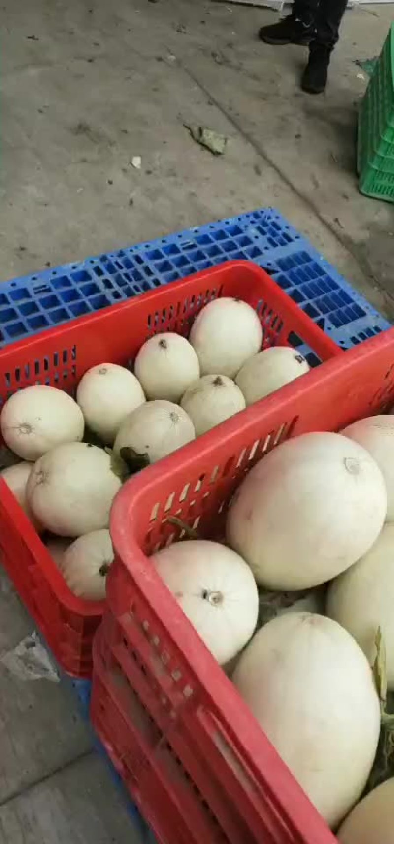大量供应/玉菇/产地直销