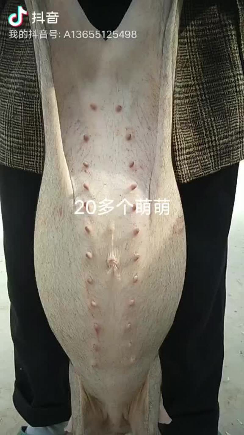 原种太湖