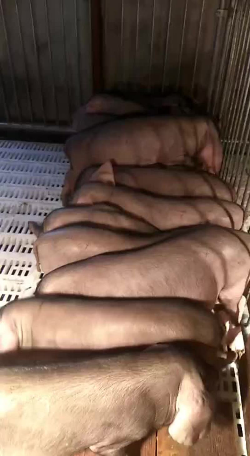 原种太湖