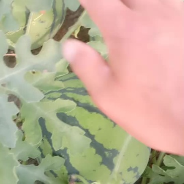 8424有籽自生苗