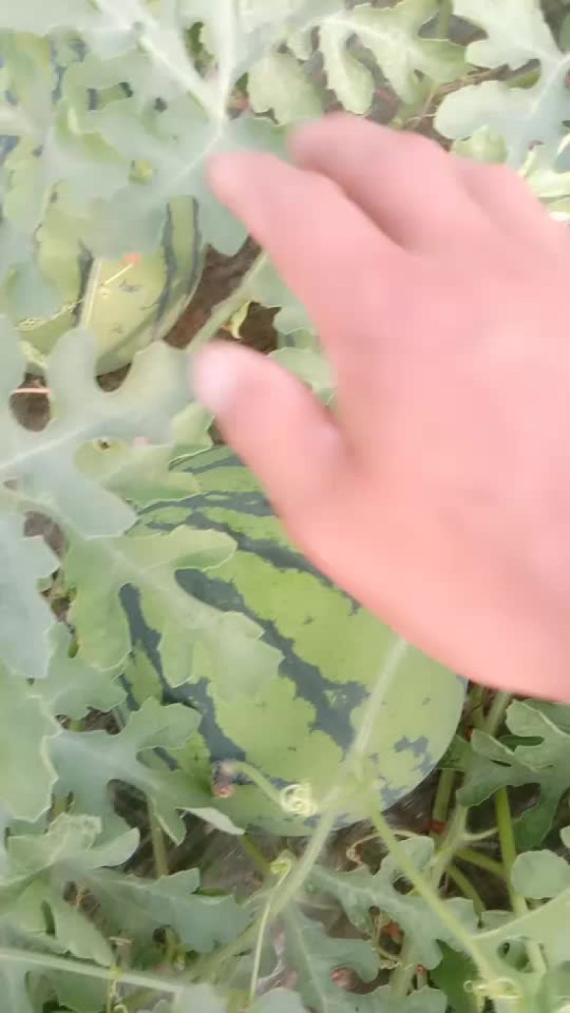 8424有籽自生苗
