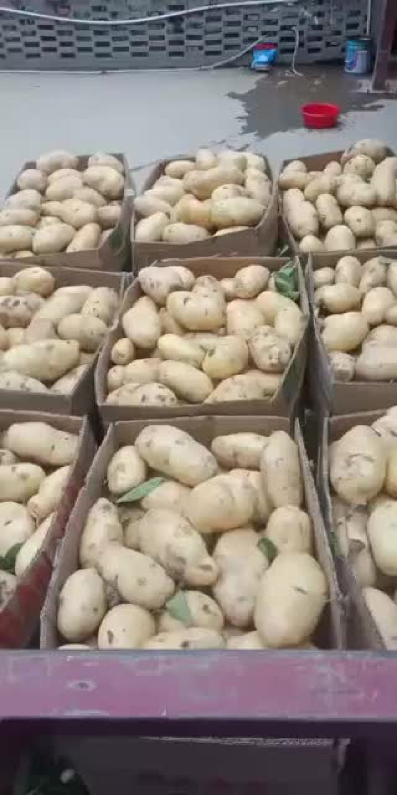 土豆