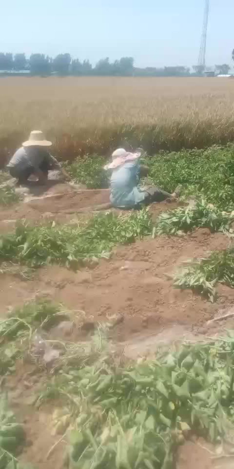 土豆