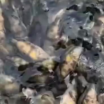 大量桂鱼苗出售