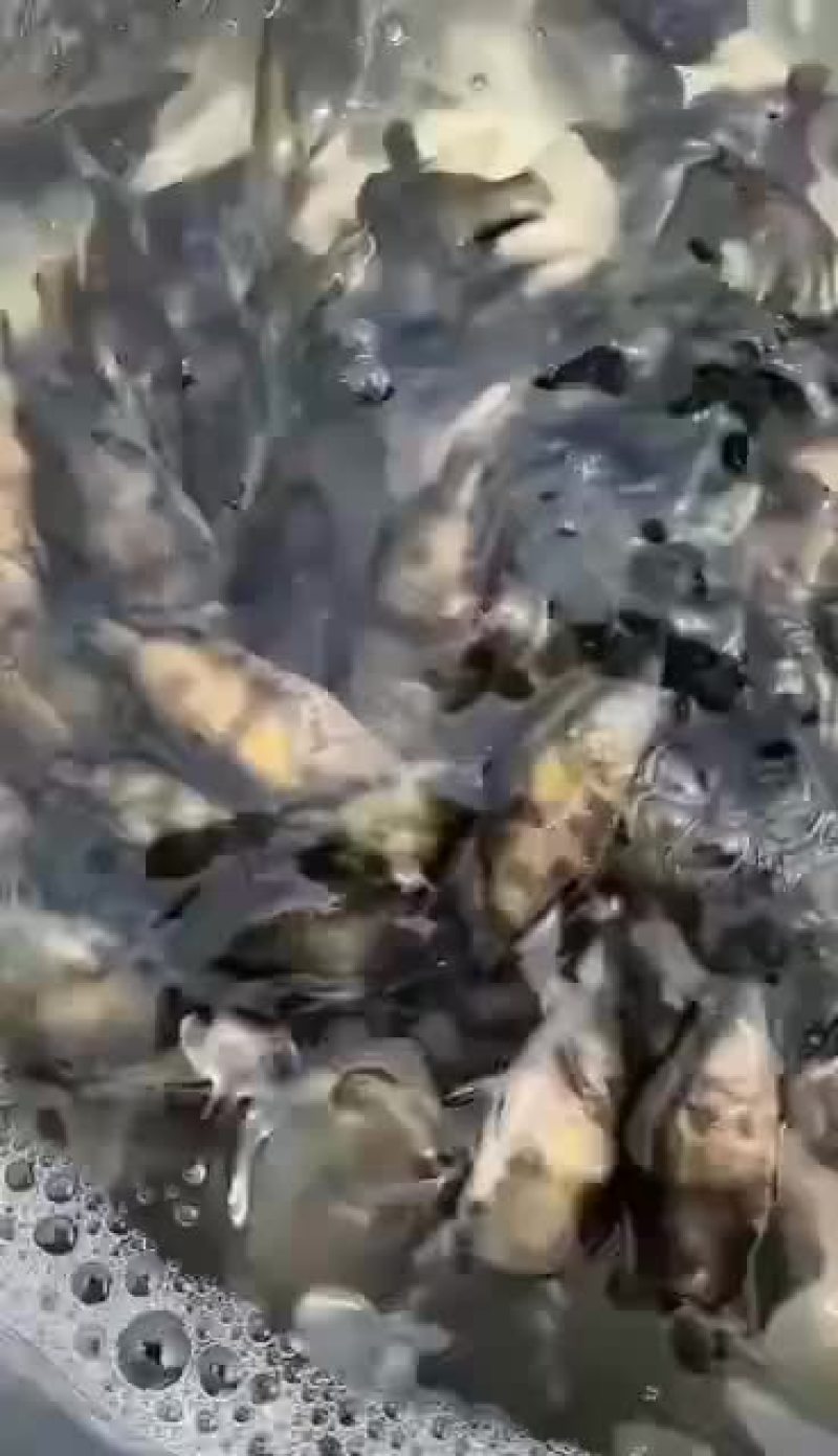大量桂鱼苗出售