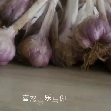云南大理优质特产保塔蒜！红蒜白皮紫蒜现在已大量上市价格便