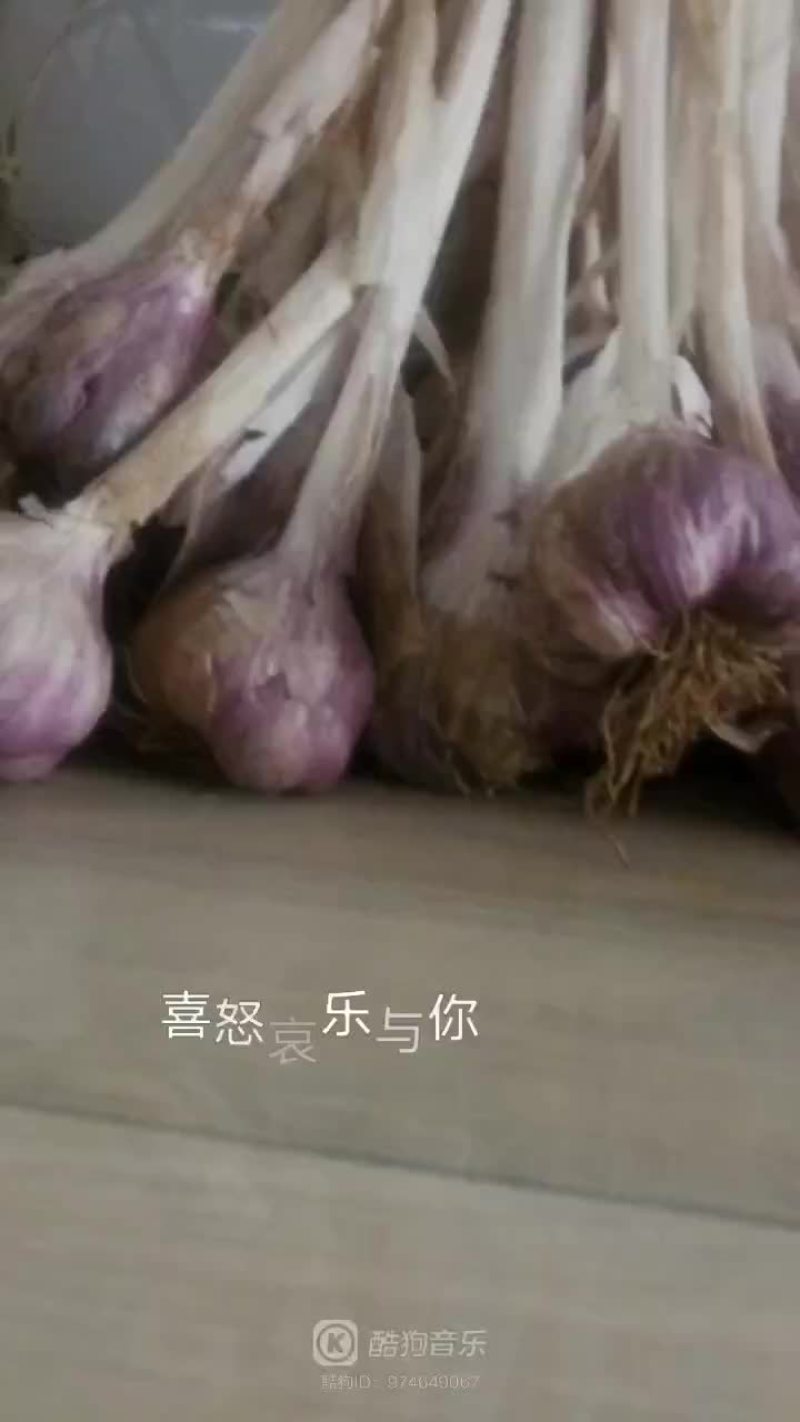 云南大理优质特产保塔蒜！红蒜白皮紫蒜现在已大量上市价格便