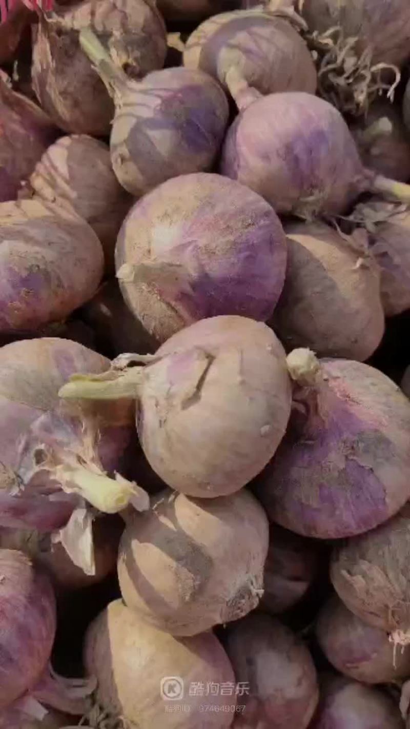 云南大理优质特产保塔蒜！红蒜白皮紫蒜现在已大量上市价格便