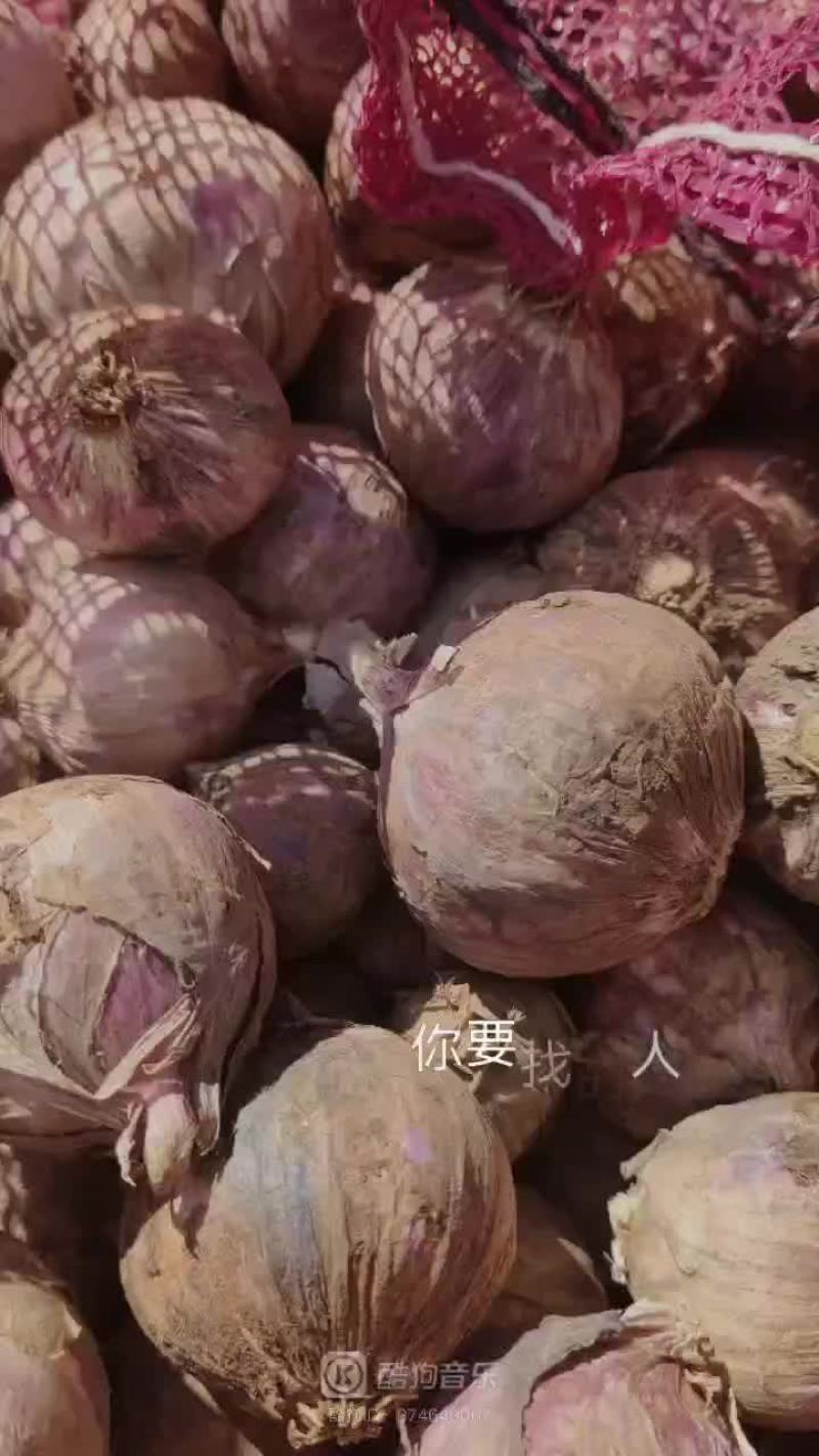 云南大理优质特产保塔蒜！红蒜白皮紫蒜现在已大量上市价格便