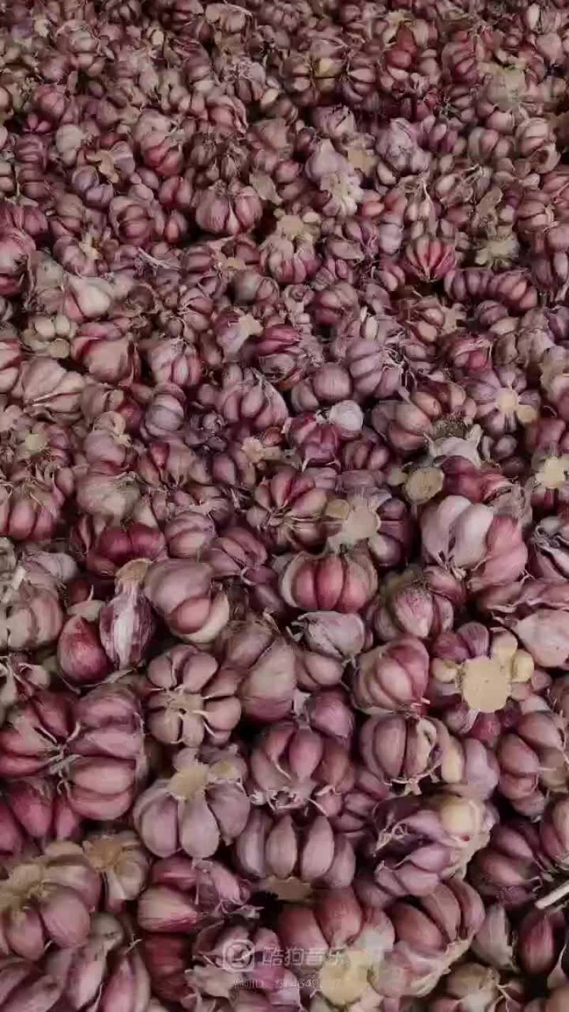云南大理优质特产保塔蒜！红蒜白皮紫蒜现在已大量上市价格便