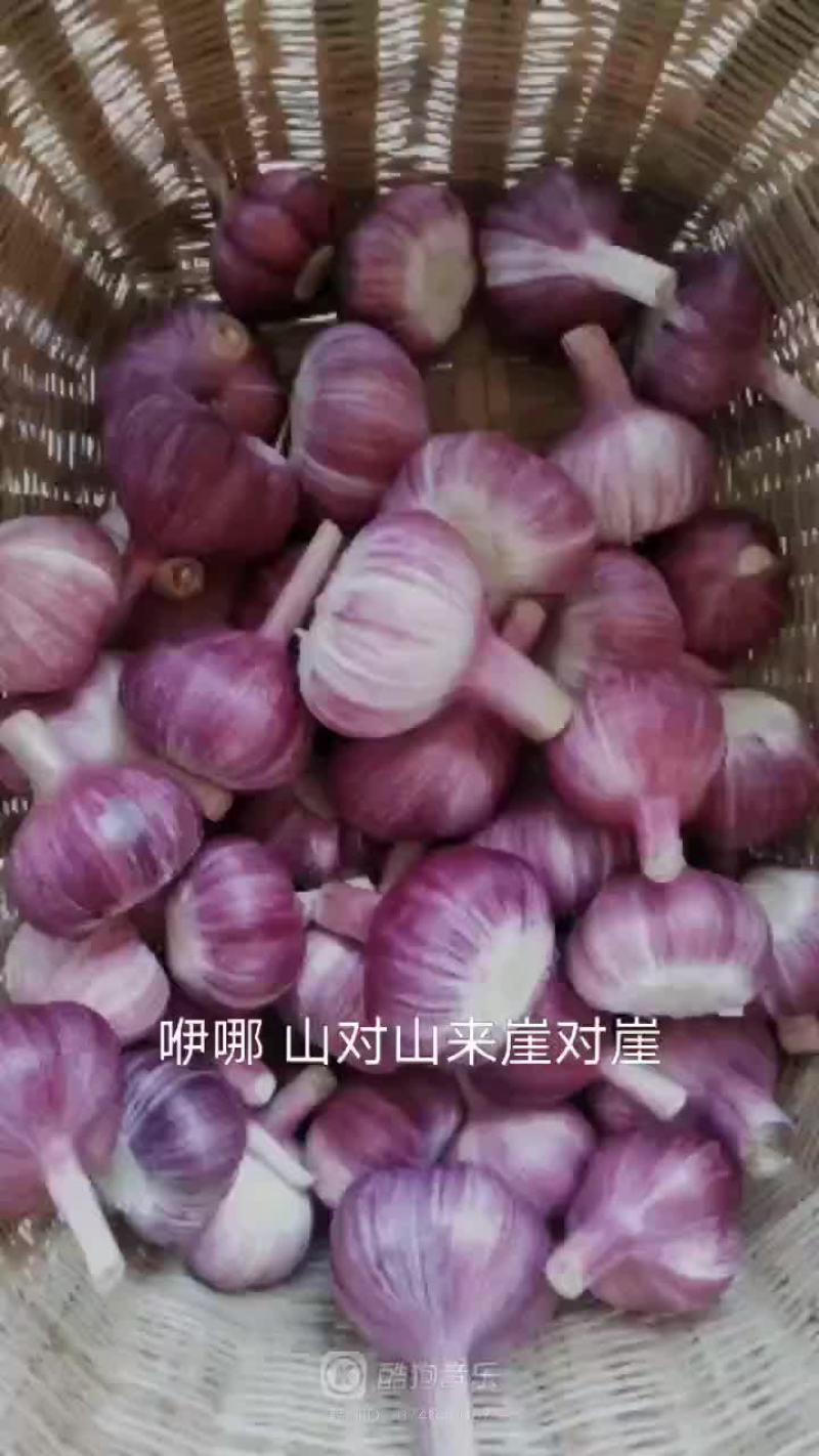 云南大理优质特产保塔蒜！红蒜白皮紫蒜现在已大量上市价格便
