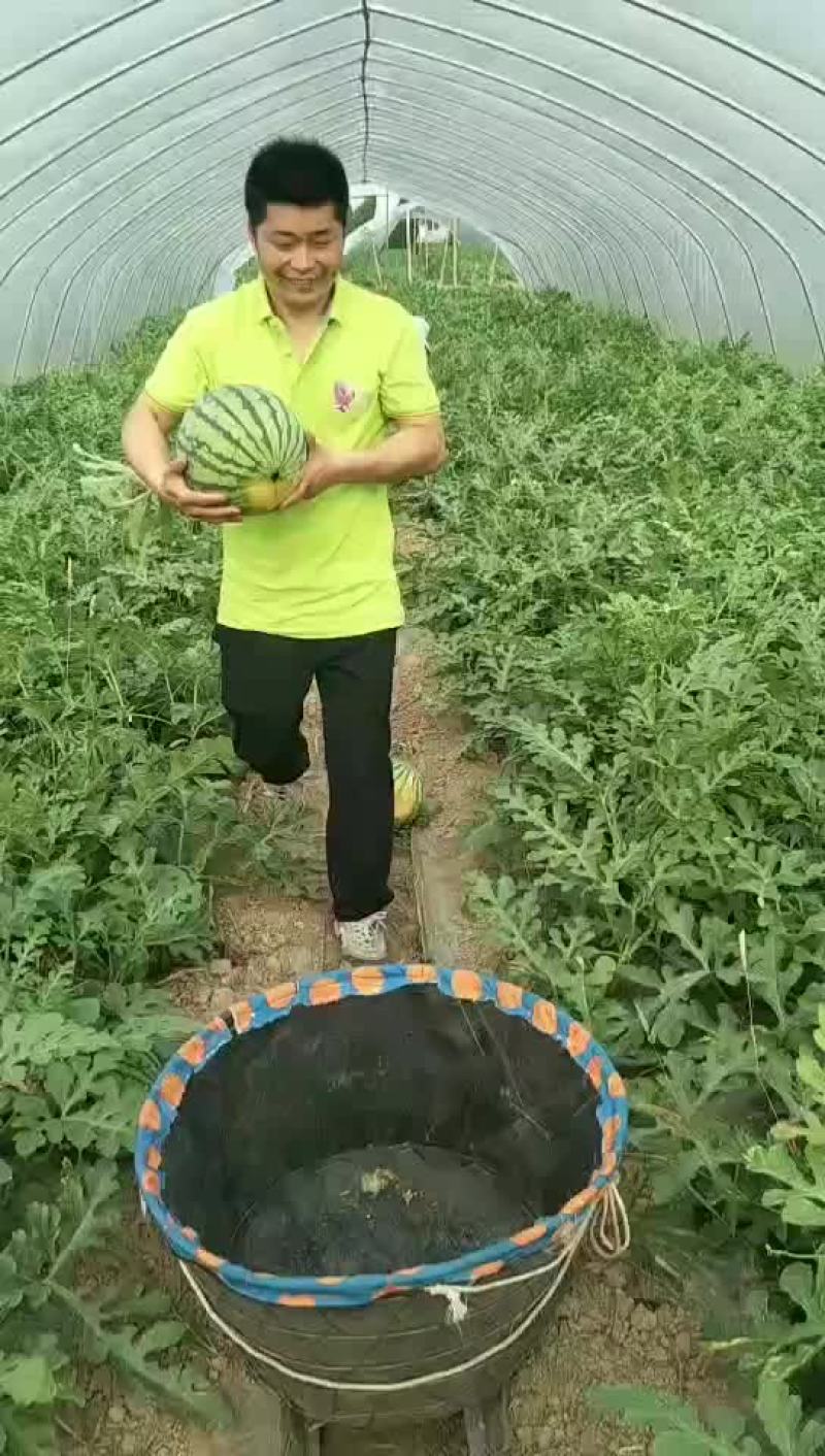 杭州湾新区咸地西瓜8424