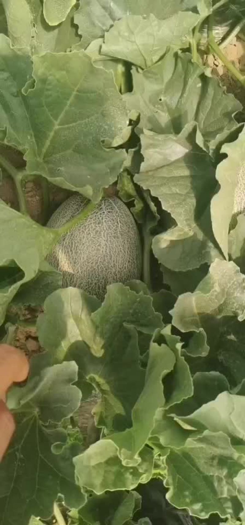 西州蜜25号