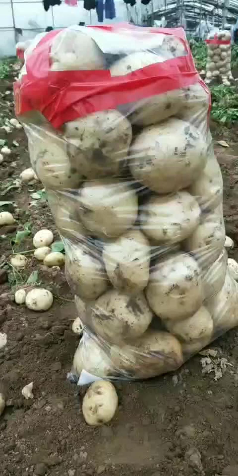 土豆
