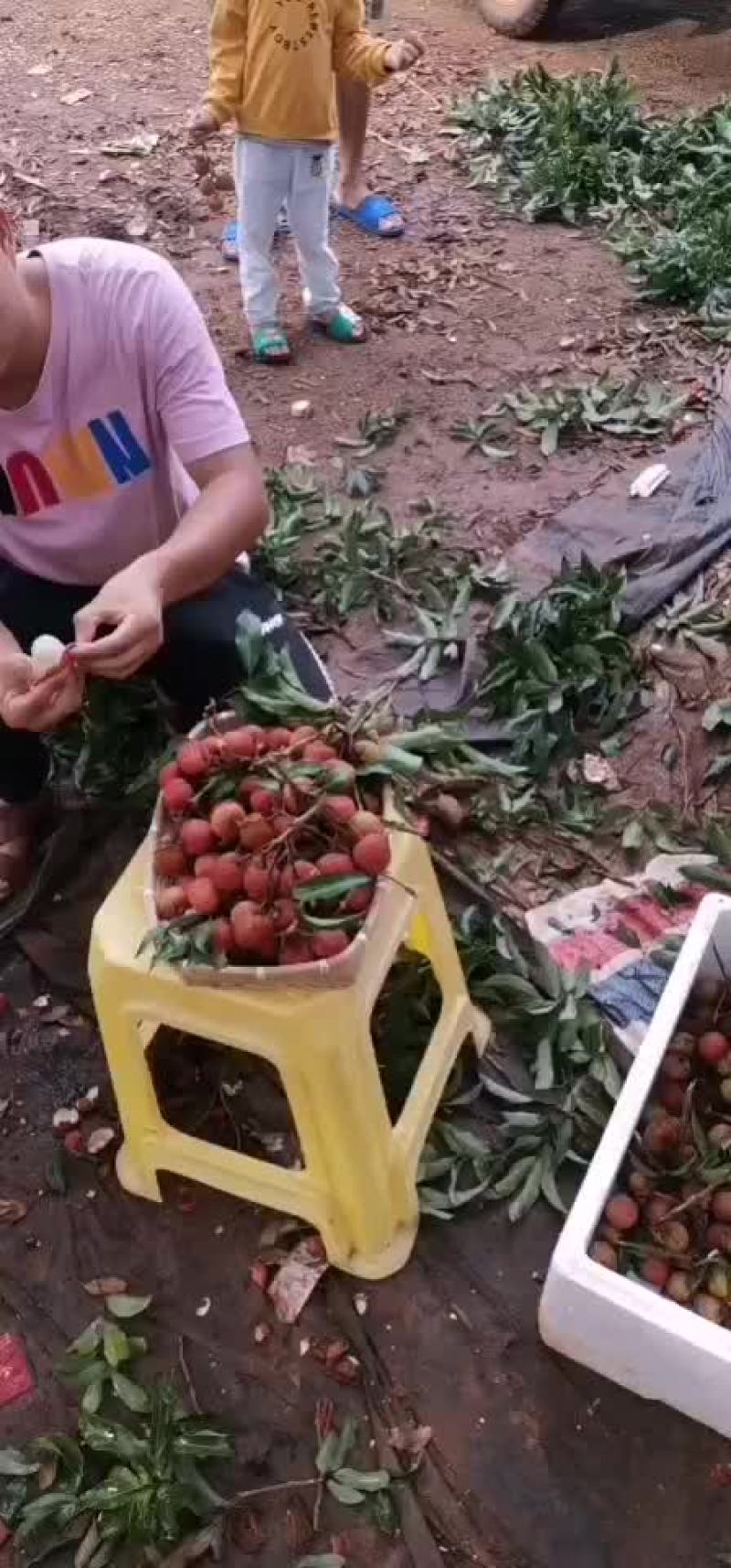 荔枝