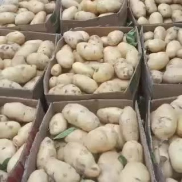 土豆