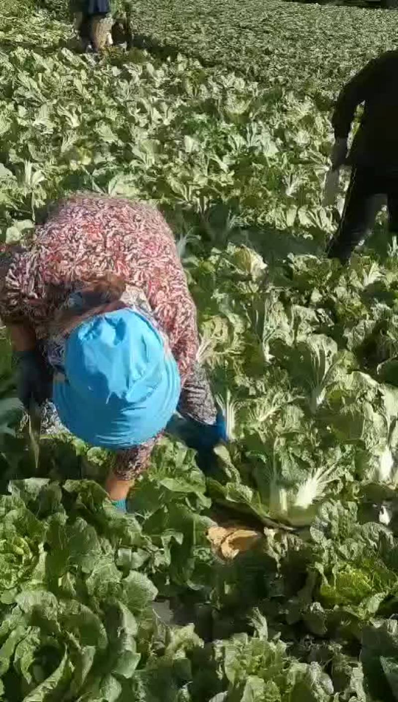 汶川大白菜四川杂菜上市中