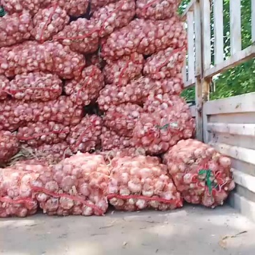 河南省漯河市临颍县大蒜大量上市