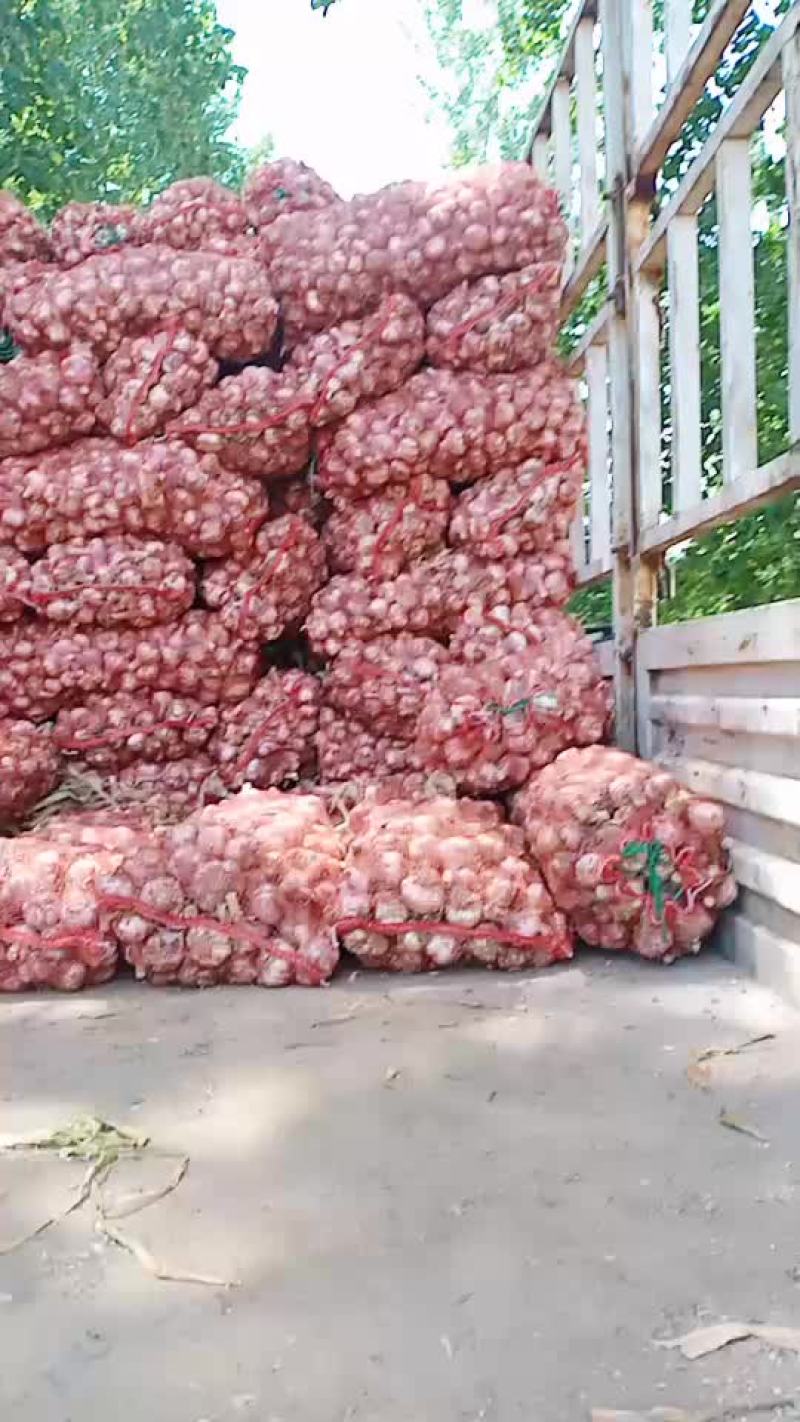 河南省漯河市临颍县大蒜大量上市