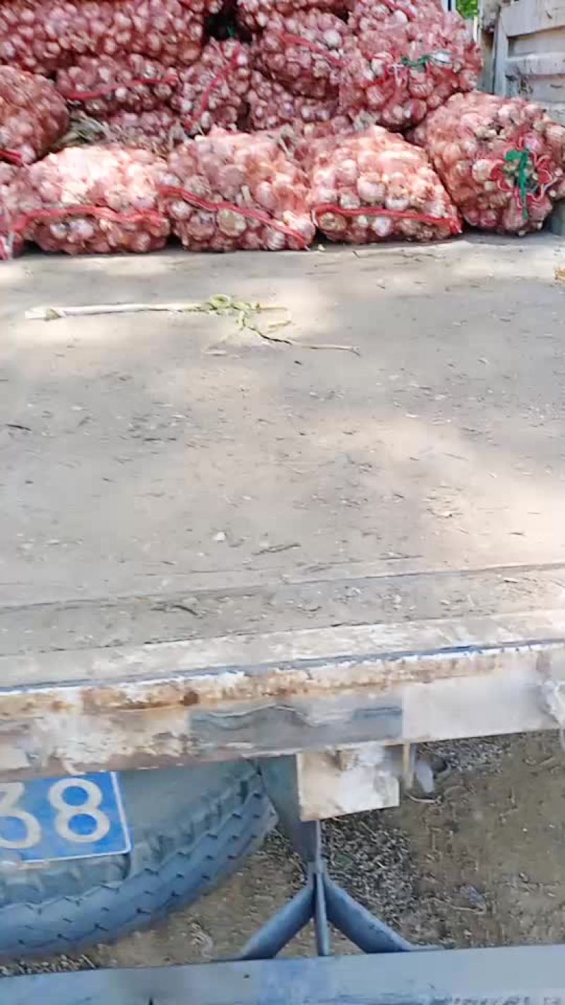 河南省漯河市临颍县大蒜大量上市