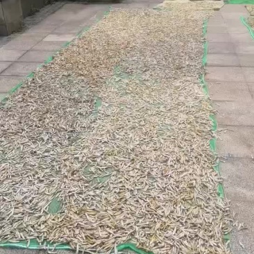 气烤公鱼干