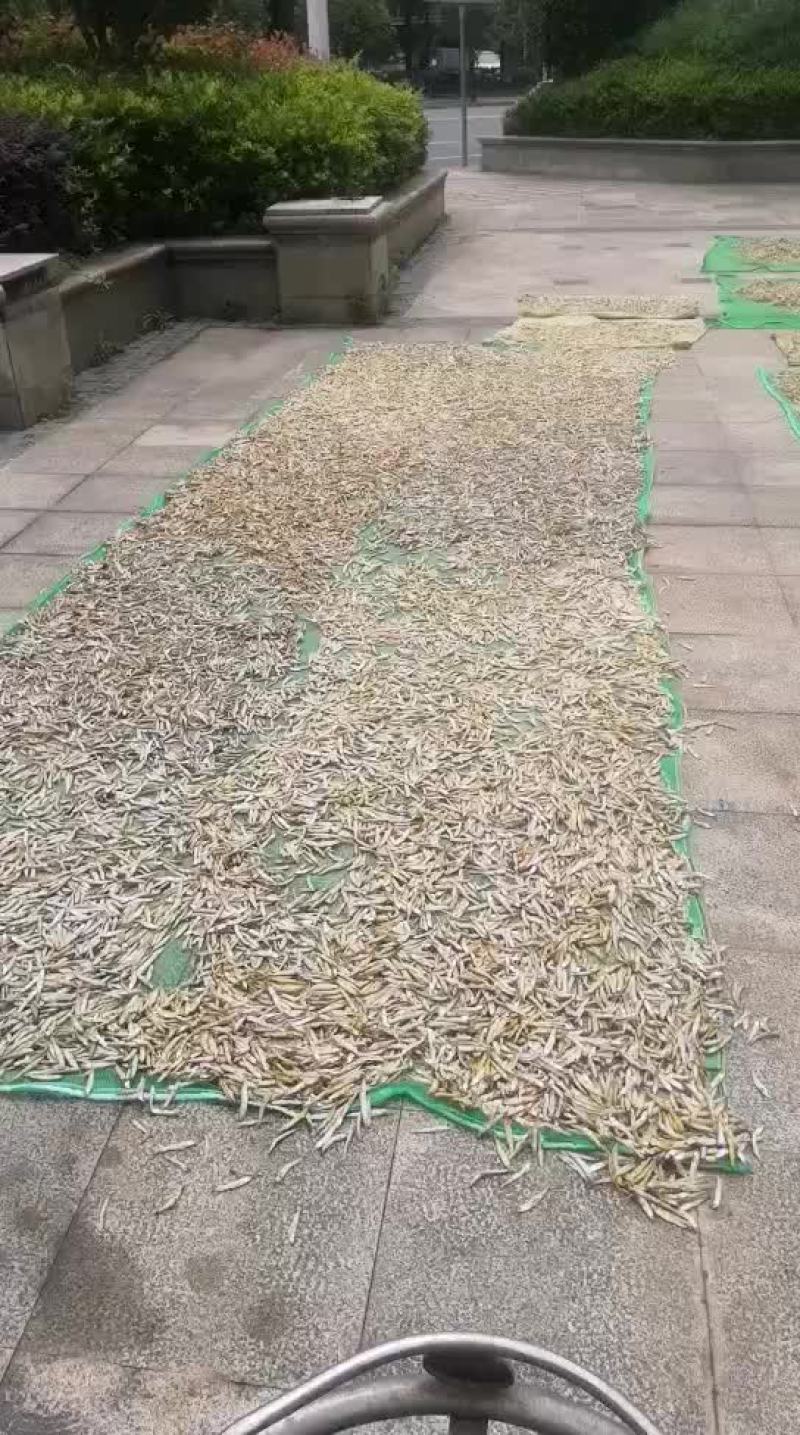 气烤公鱼干