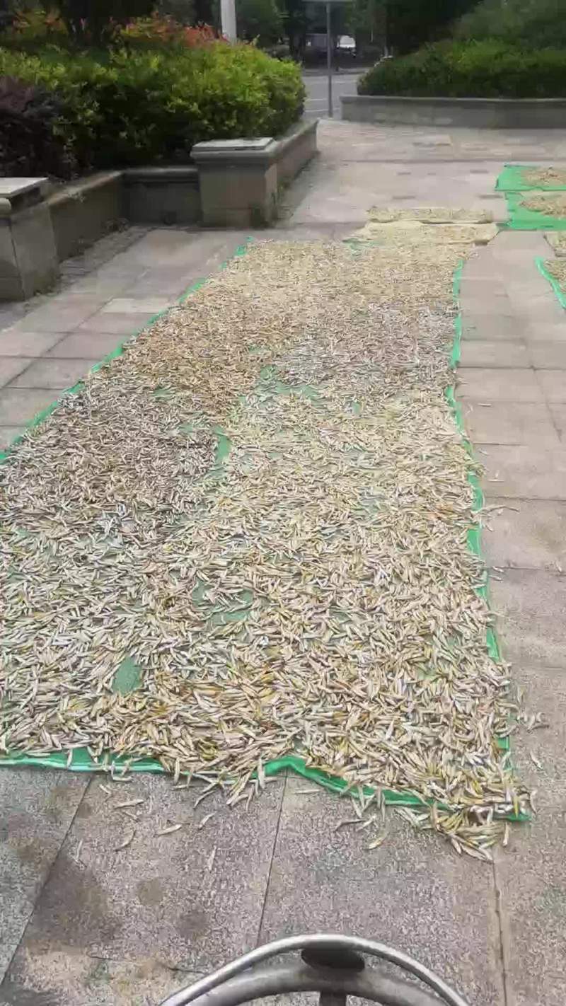 气烤公鱼干
