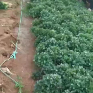 地瓜苗