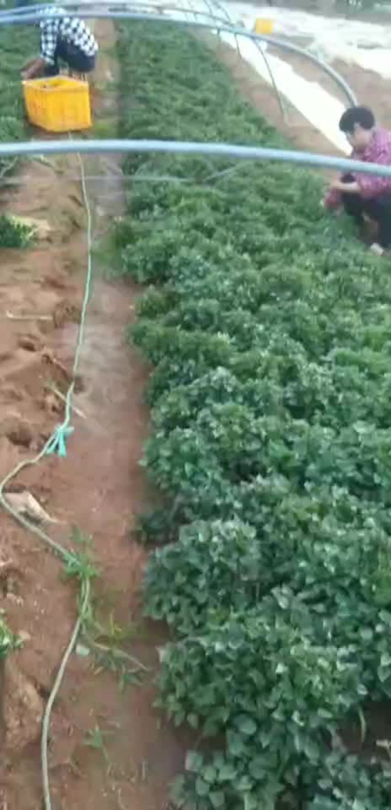 地瓜苗