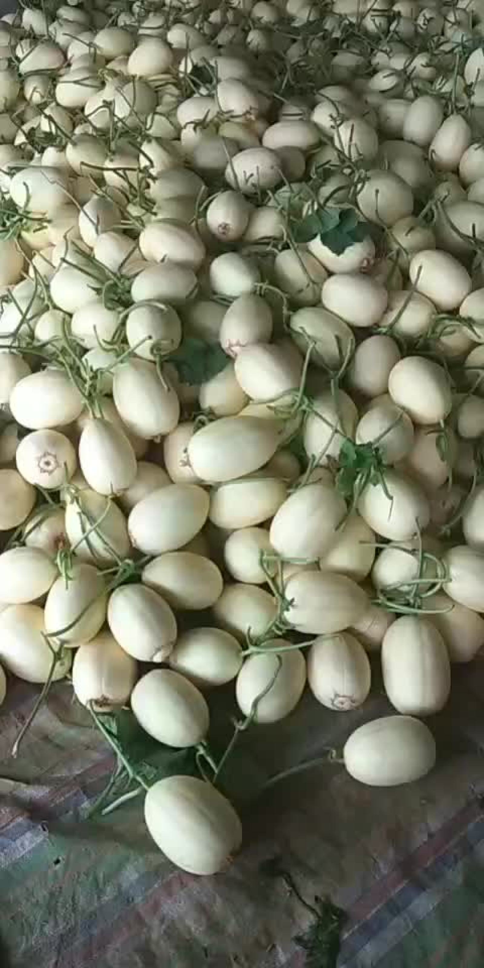 [甜瓜批发]红金蜜甜瓜,各种甜瓜上市价格1.30元/斤 - 一亩田