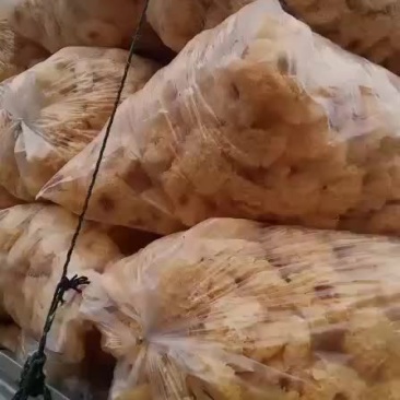 银耳