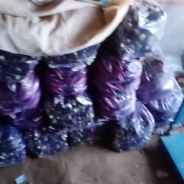 红线茄