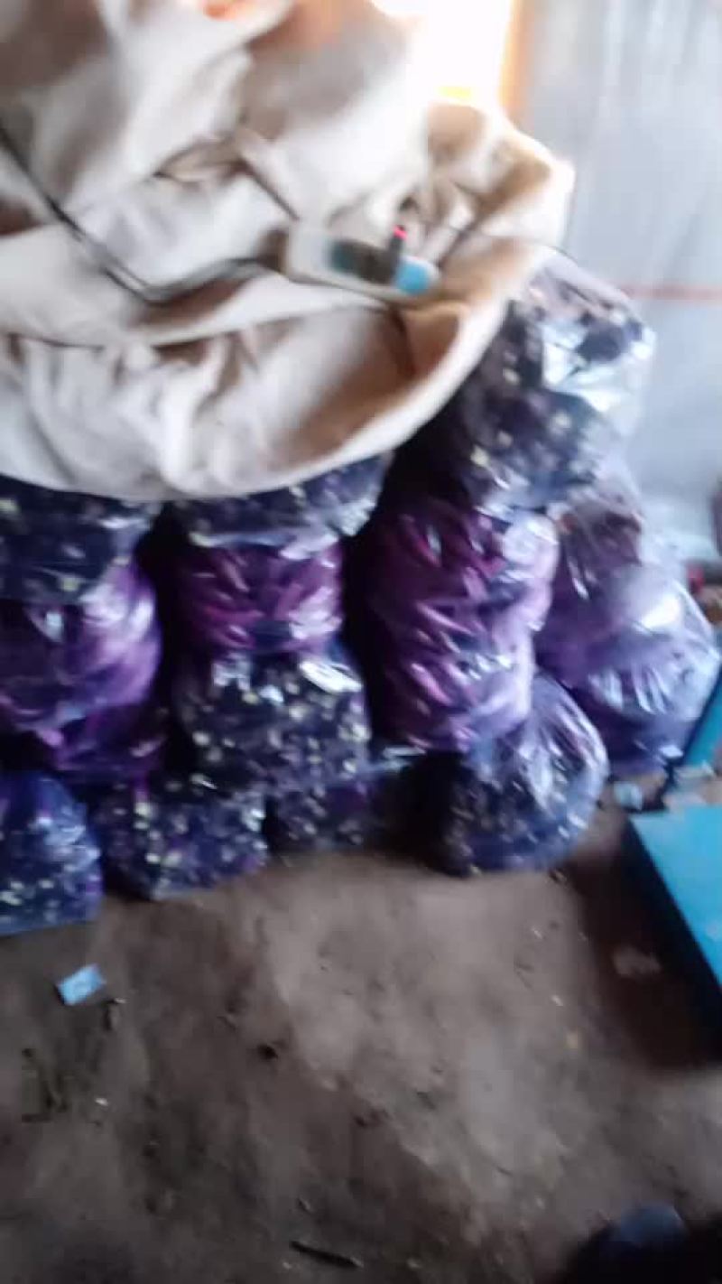 红线茄