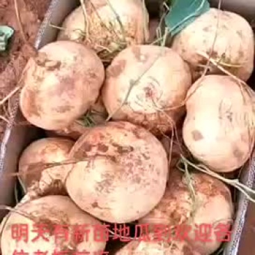 豆薯