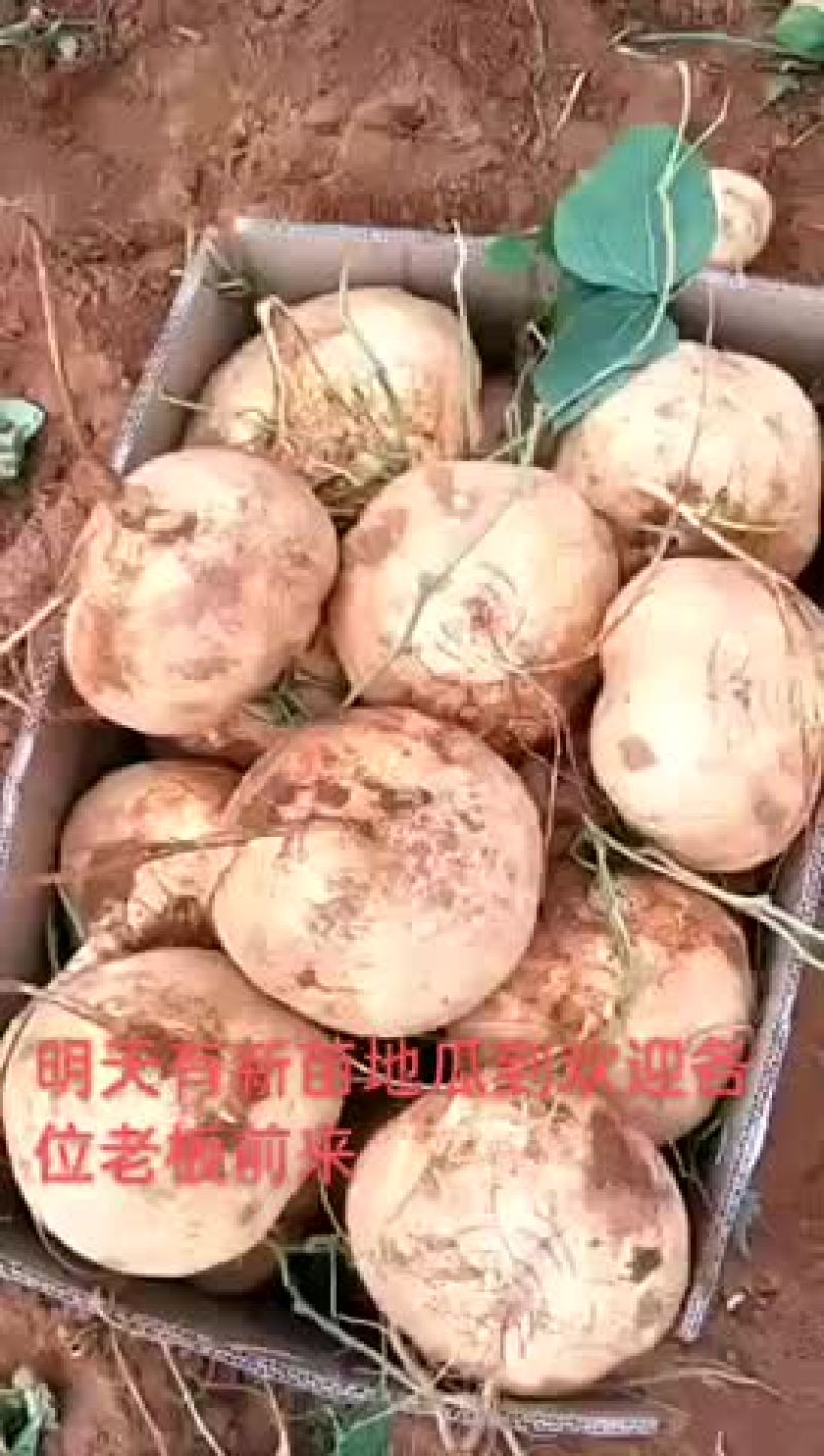 豆薯
