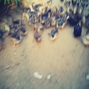 老麻鸭