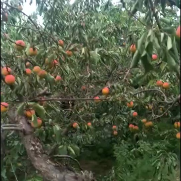 杏又大又甜