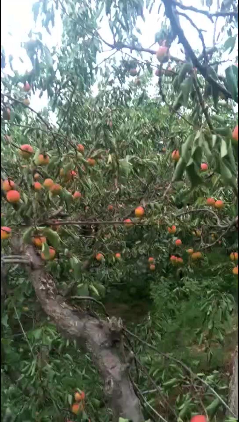 杏又大又甜