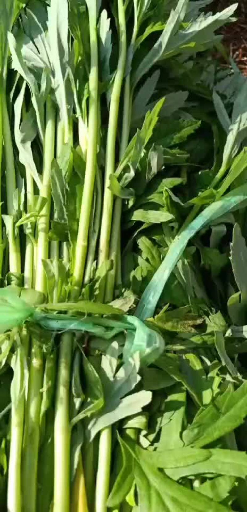 精品芦蒿