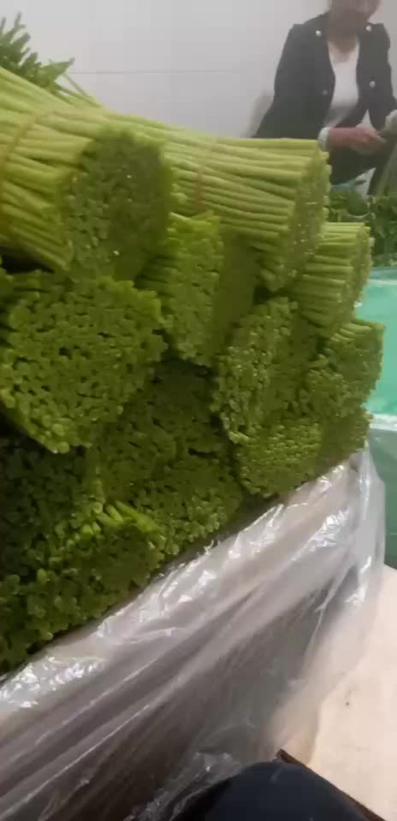 精品芦蒿