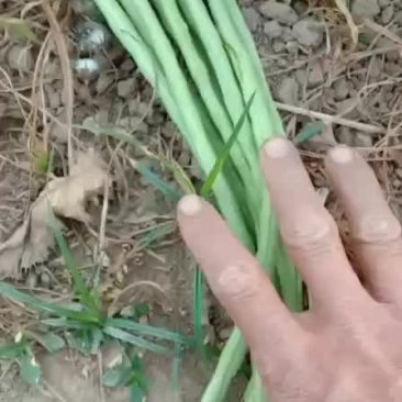 豆角
