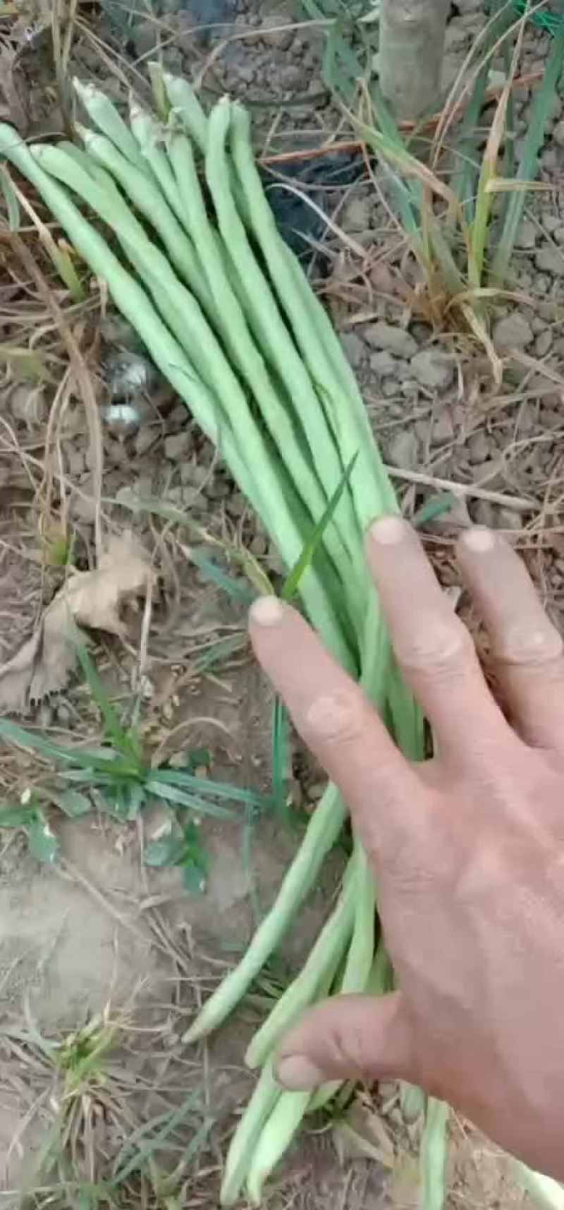 豆角