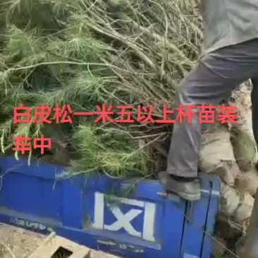 白皮松五十公分到三米