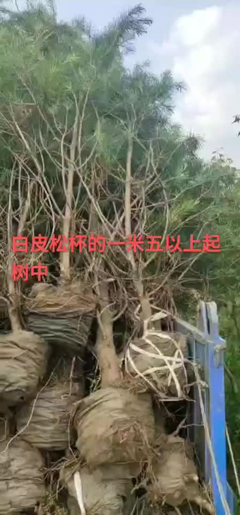 白皮松五十公分到三米
