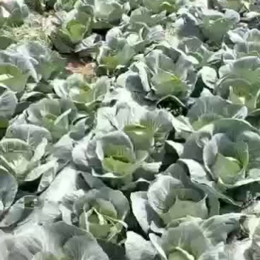 精品小甘蓝