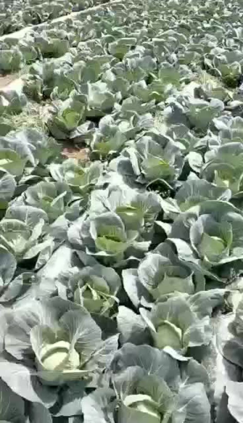 精品小甘蓝