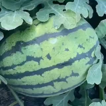 锦王西瓜