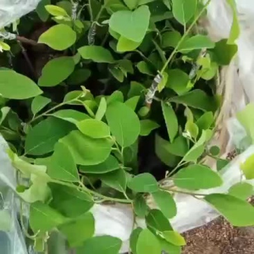 凤梨释迦苗各种规格台湾凤梨释迦苗。